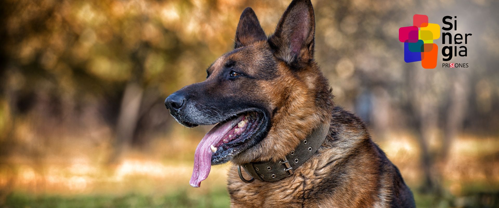 Unidades caninas en centros penitenciarios - Sinergia Prisiones